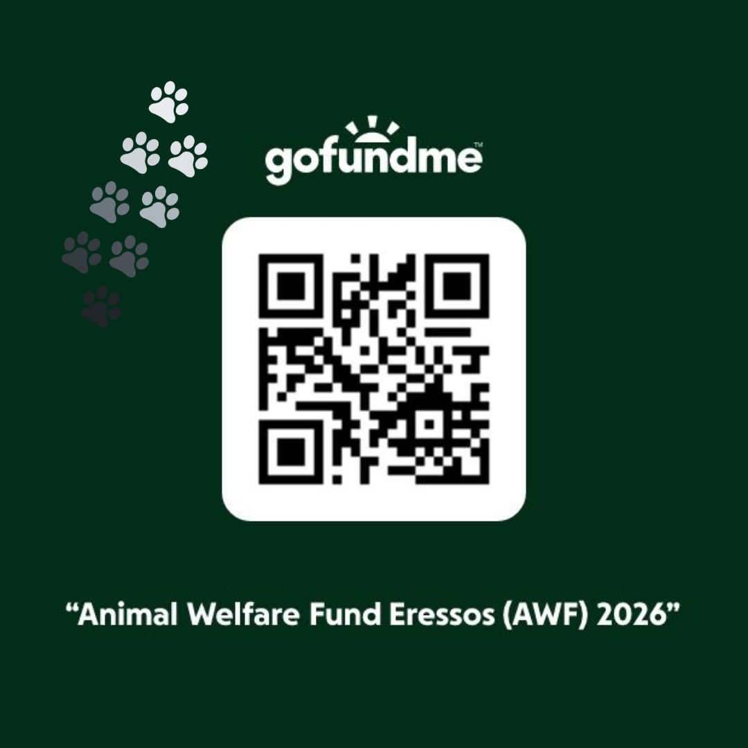 Animal Welfare Fund gofundme